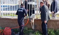 Demir profiline sıkışan köpeği itfaiye ekipleri kurtardı