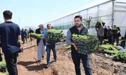 Büyükşehir'den üreticiye can suyu! Tam 1 milyon adet dağıtıldı