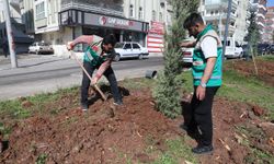 Haliliye'de yaz öncesi hummalı çalışma
