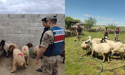 Şanlıurfa’da drone havalandı, kayıp hayvanlar tek tek bulundu