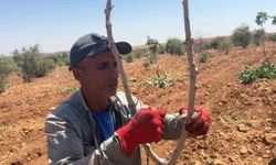 Urfa'da fıstık aşılama dönemi başladı