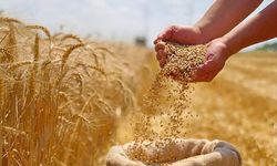 Urfalı Çiftçinin Beklediği Haber Geldi: Hububat Fiyatları Açıklandı