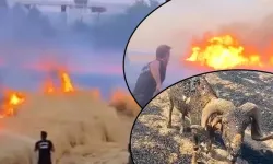 Urfa alev alev! Bir günde 227 anız yangını!