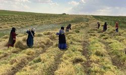 Urfa'da mercimek hasadı başladı