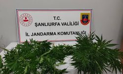 Şanlıurfa'da uyuşturucuya geçit yok: Kenevir ekili alan tespit edildi