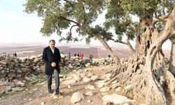 Göbekli Anıt Zeytin Ağacı çevre düzenleme projesi hayata geçiriliyor