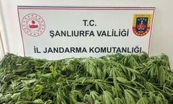 Şanlıurfa'da kenevir operasyonu! Jandarma şüpheliyi suçüstü yakaladı