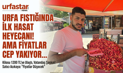 ŞANLIURFA’DA YILIN İLK FISTIK HASADI YAPILDI: BİN LİRAYI AŞAN FİYATIYLA TEZGAHTA YAKLAŞILMIYOR