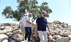 Vali Şıldak Duyurdu: 13 Asırlık Anıt Zeytin Ağacı Turizme Kazandırılıyor