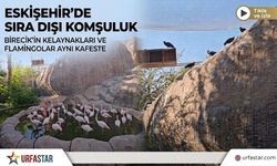 Birecik’in Simgesi Eskişehir’de: Kelaynaklar ve Flamingolardan Sıra Dışı Komşuluk!
