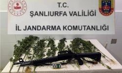 Şanlıurfa’da jandarmadan kenevir operasyonu: 15 kök ele geçirildi