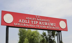Koyun sürüsünü otlatıyordu! Eyyübiye’de otomobil çobanı hayattan kopardı