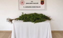Eyyübiye’de yasa dışı kenevir ekimi jandarmaya takıldı