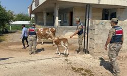 Alıcı gibi aradı, hayvanları gönderdi! Jandarma izini sürdü