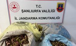 Şanlıurfa’da fıstık hırsızlığına jandarmadan suçüstü müdahale