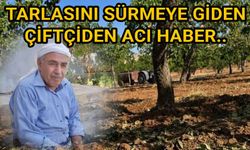 Urfa'da fıstık tarlasında acı olay!