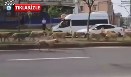 Siverek'te sokak köpekleri vatandaşlara korku salıyor