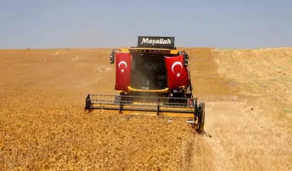 Halfeti'de Safir Bitkisiyle Kuraklığa Çözüm