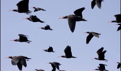 Birecik’te Kelaynak Kuşları Doğaya Salındı