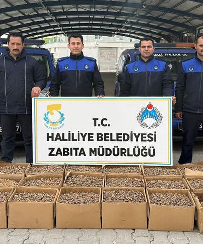 Kilolarca küflenmiş ceviz ele geçirildi