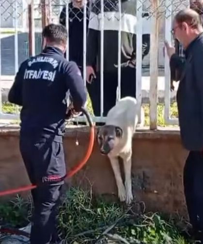 Demir profiline sıkışan köpeği itfaiye ekipleri kurtardı