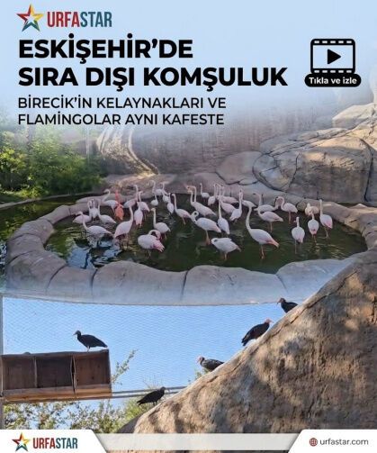 Birecik’in Simgesi Eskişehir’de: Kelaynaklar ve Flamingolardan Sıra Dışı Komşuluk!