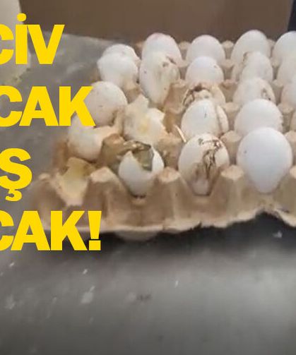 Bozuk eti geçtik, yumurtadan civciv çıktı!