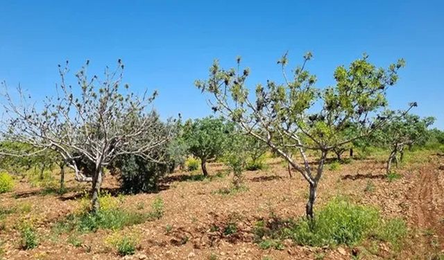 Urfa'da milyonlarca fıstık ağacının tespiti yapıldı