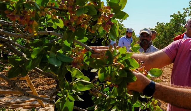 Urfa'da bir kişi fıstık ağacına asılı halde bulundu