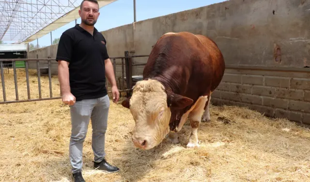 1,5 tonluk bu kurbana ne kadar istiyor biliyor musunuz!