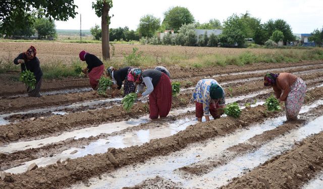 Birecik Balcan'ı fideleri toprakla buluştu
