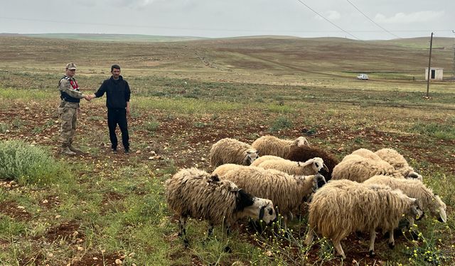 Urfa’da Kayıp Hayvanlar Jandarma Ekiplerince Bulundu