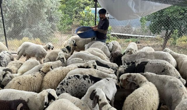 Karnı şiş kurbanlıklara aldanmayın! hile...