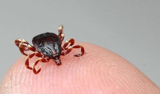 Kene bir can daha aldı..