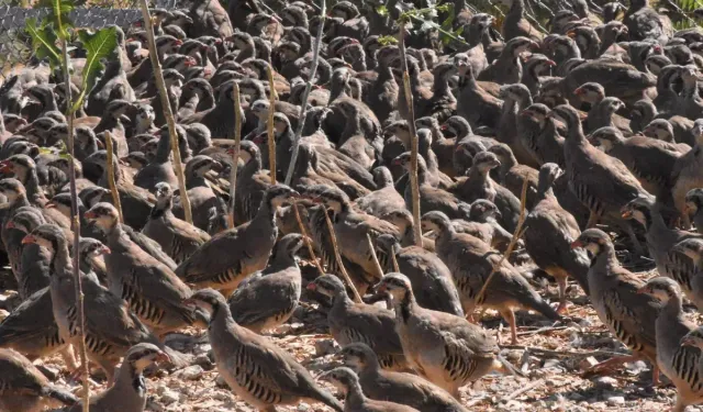 Kenelerin korkulu rüyası geliyor