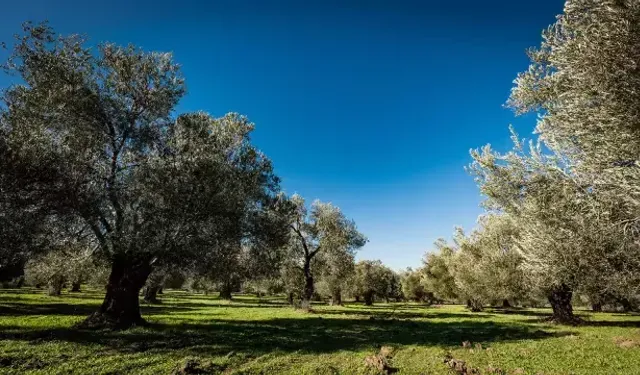 Zeytinliklerin madencilik faaliyetlerine açılmasını öngören kanun teklifi Meclis'te kabul edildi