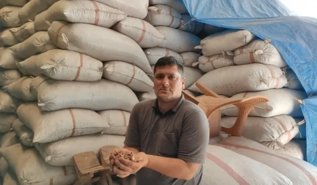 Urfa'da fıstık fiyatları ne kadar?