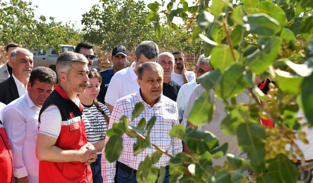 Vali Şıldak fıstık hasadına katıldı