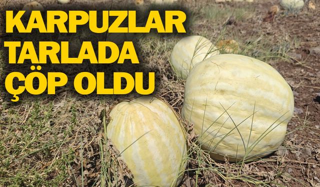 Şanlıurfa’da Karpuz Tarlada Çürüyor! Üretici Zarar Etti
