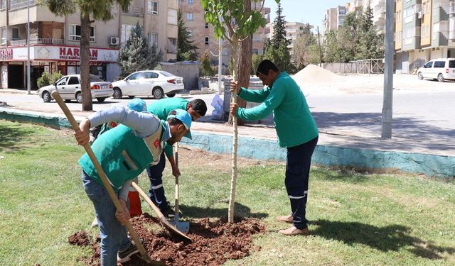 Haliliye'de ağaç dikme yoğunluğu yaşanıyor