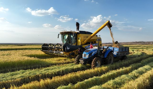 Urfa Karacadağ'da pirinç hasadı başladı