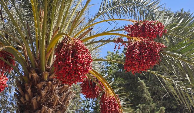 Balıklıgöl'de Medine Hurması çıktı!