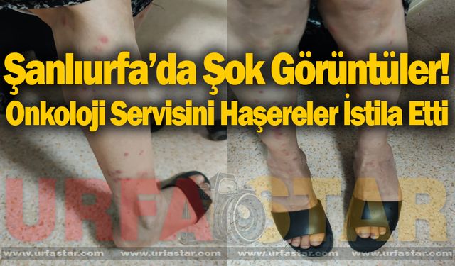 Hastanede Haşere Skandalı! Kanser Hastalarının Kaldığı Odaları Böcekler Bastı