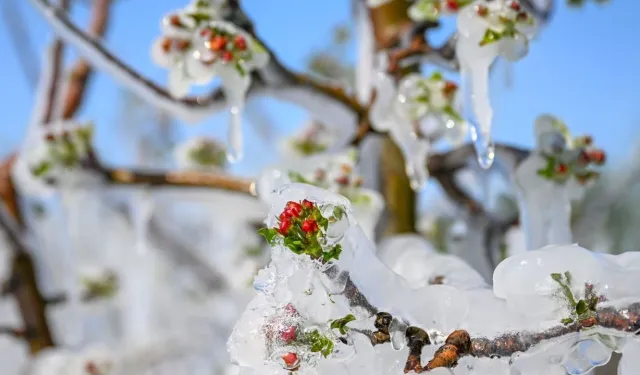 Zirai Don Desteği İçin Geri Sayım