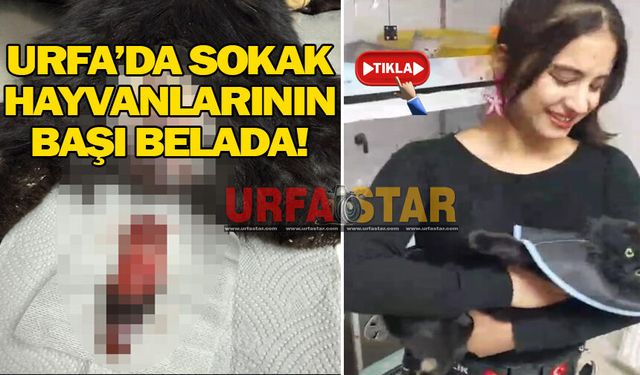 Büyücüler sokak hayvanlarına sardı