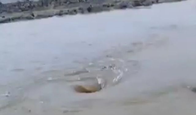 Curcup Deresi kudurdu! Yıllar sonra akmaya başladı