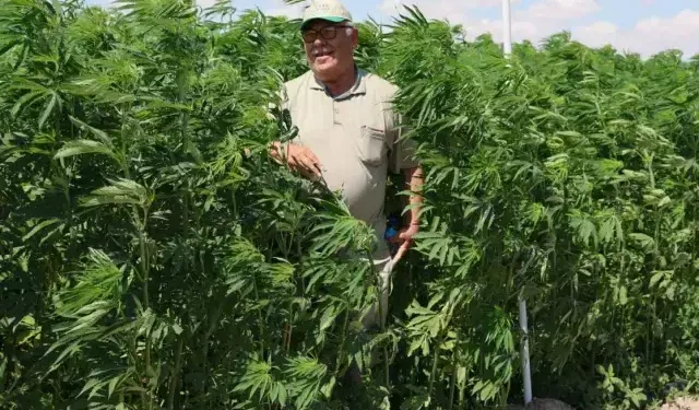 21 ilde kenevir yetiştirilecek: işte o iller...