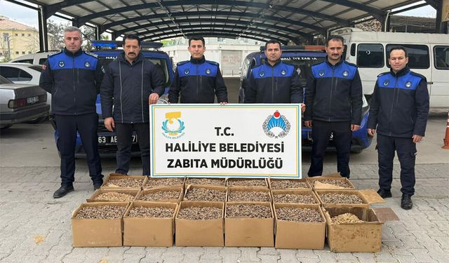 Kilolarca küflenmiş ceviz ele geçirildi