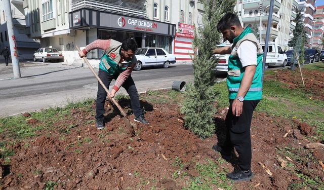 Haliliye'de yaz öncesi hummalı çalışma