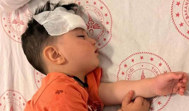 Halfeti'deki köpek saldırısına bakanlık incelemesi